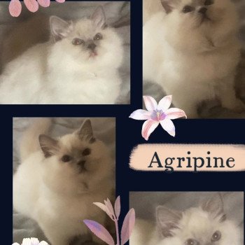 AGRIPINE DES ROYAL TEA’Z Femelle Ragdoll