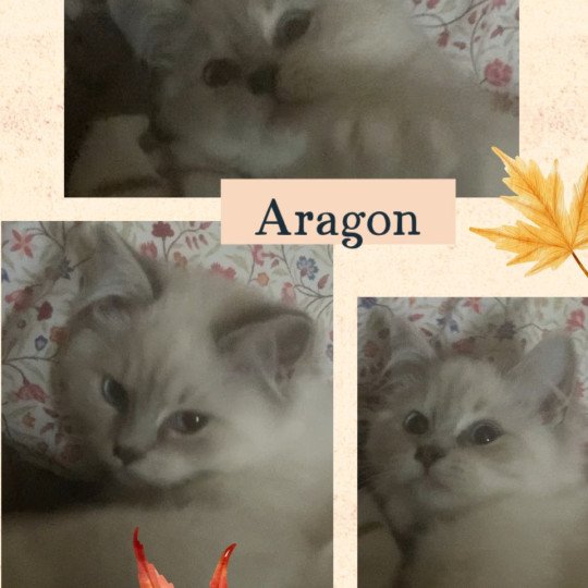 ARAGON Mâle Ragdoll