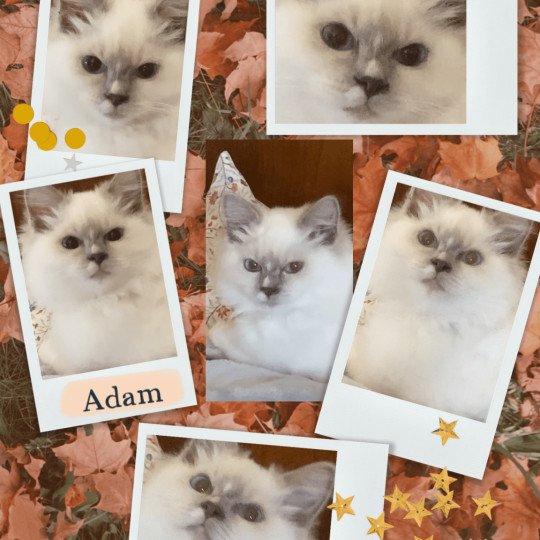 chaton Ragdoll blue point ARLO Chatterie des Royal Tea’z blue point