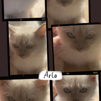 ARLO Mâle Ragdoll