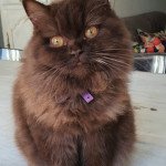 Toscane Femelle British Longhair Toscane Femelle British Longhair