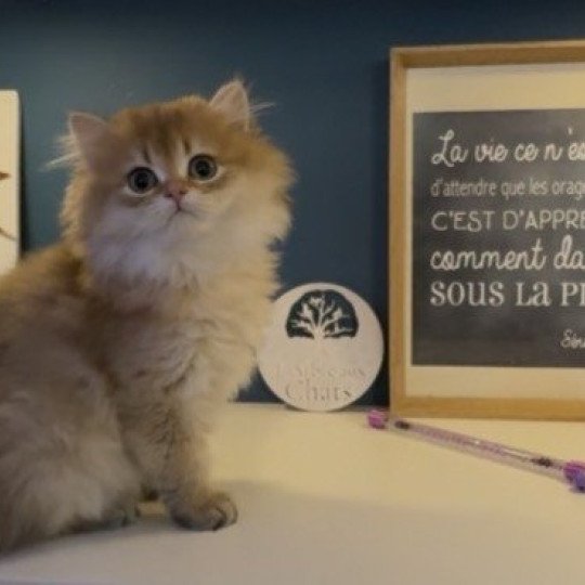chaton British Longhair black golden shaded Adélice L'Arbre aux Chats black golden shaded