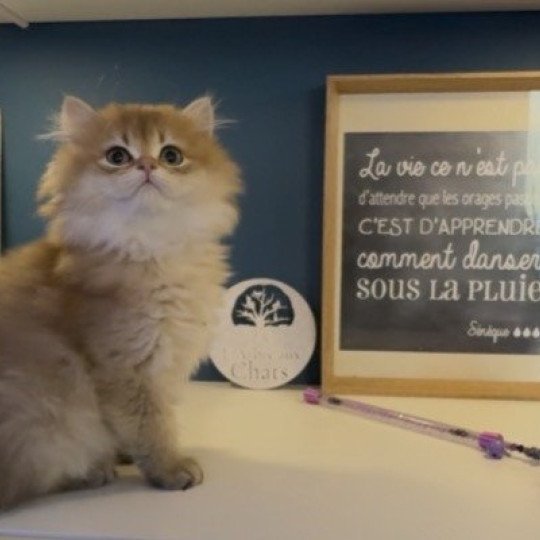 chaton British Longhair black golden shaded Adélice L'Arbre aux Chats black golden shaded