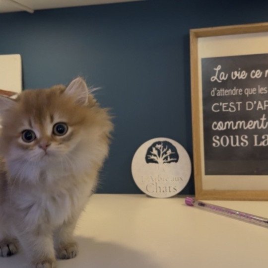 chaton British Longhair black golden shaded Adélice L'Arbre aux Chats black golden shaded