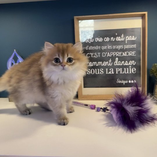 chaton British Longhair black golden shaded Adélice L'Arbre aux Chats black golden shaded