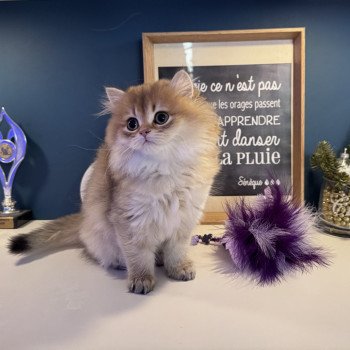 Adélice de l'Arbre aux Chats Femelle British Longhair