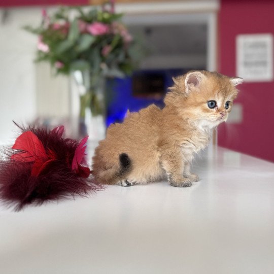 Aïko de l'Arbre aux Chats Mâle British Longhair