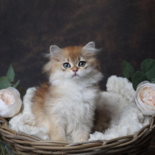 chaton British Longhair black golden shaded Albus L'Arbre aux Chats black golden shaded