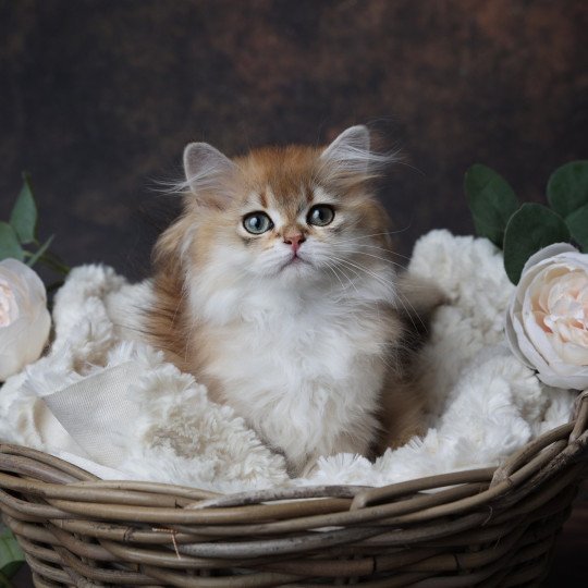 chaton British Longhair black golden shaded Albus L'Arbre aux Chats black golden shaded
