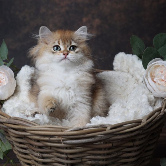 chaton British Longhair black golden shaded Albus L'Arbre aux Chats black golden shaded