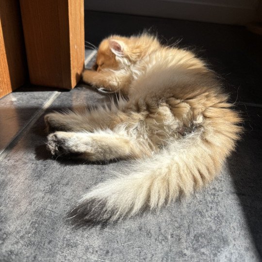 chaton British Longhair black golden shaded Albus L'Arbre aux Chats black golden shaded