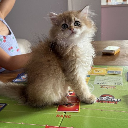 chaton British Longhair black golden shaded Albus L'Arbre aux Chats black golden shaded
