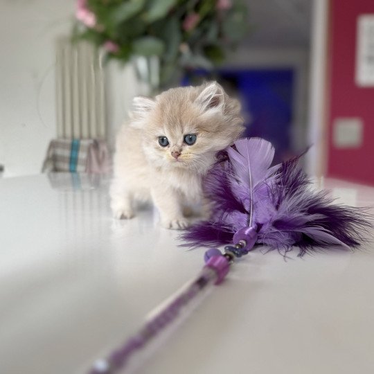 Alice de l'Arbre aux Chats Femelle British Longhair