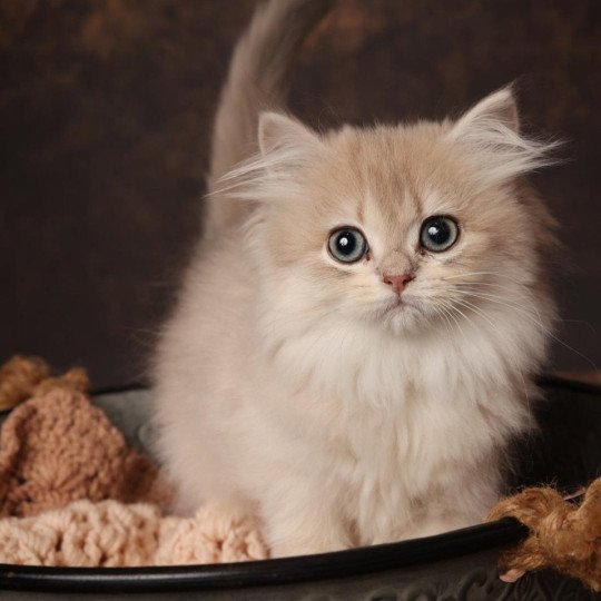 chaton British Longhair blue golden shaded Alice L'Arbre aux Chats blue golden shaded