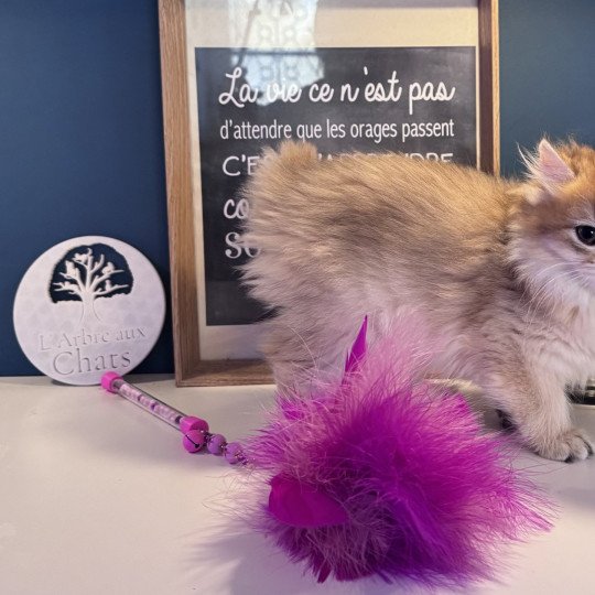 chaton British Longhair black golden shaded Annabelle L'Arbre aux Chats black golden shaded