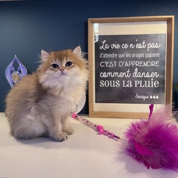 Annabelle de l'Arbre aux Chats Femelle British Longhair