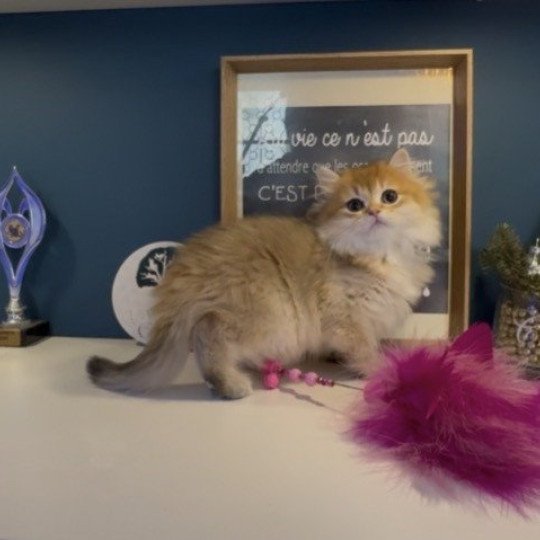 chaton British Longhair black golden shaded Annabelle L'Arbre aux Chats black golden shaded