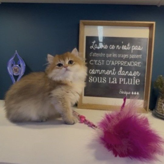 chaton British Longhair black golden shaded Annabelle L'Arbre aux Chats black golden shaded