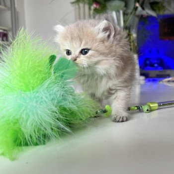 Artémis de l'Arbre aux Chats Femelle British Longhair