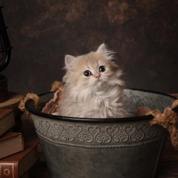 Artémys de l'Arbre aux Chats Femelle British Longhair