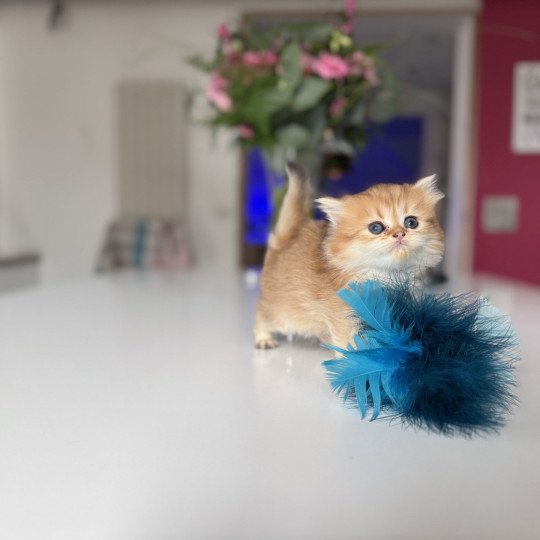 Aura de l'Arbre aux Chats Femelle British Longhair