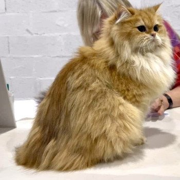 Daria Femelle British Longhair