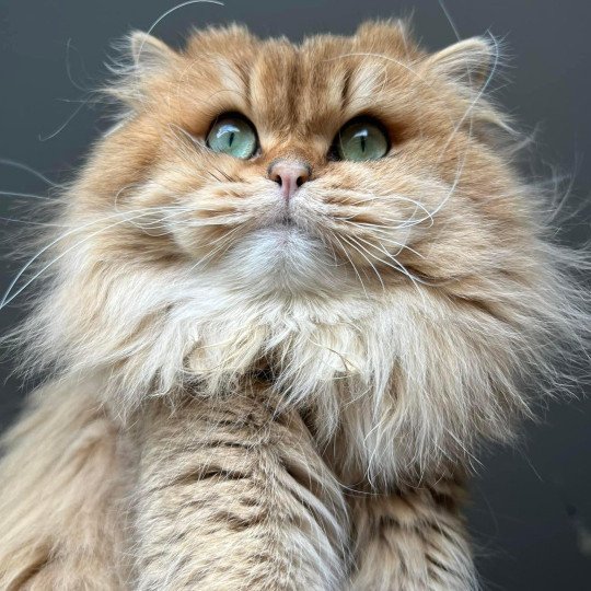 Elevage British Longhair LOOF Paris Ile de France chat roux aux yeux vert mâle black golden shaded black golden shaded