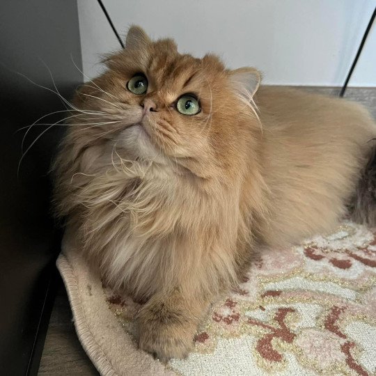 Elevage British Longhair LOOF Paris Ile de France chat roux aux yeux vert mâle black golden shaded black golden shaded
