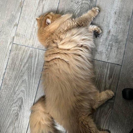 Elevage British Longhair LOOF Paris Ile de France chat roux aux yeux vert mâle black golden shaded black golden shaded