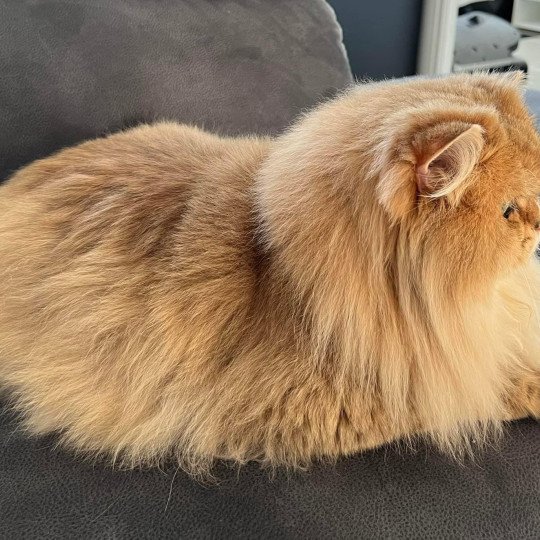 Elevage British Longhair LOOF Paris Ile de France chat roux aux yeux vert mâle black golden shaded black golden shaded