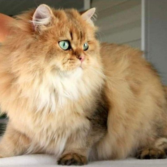 Elevage British Longhair LOOF Paris Ile de France chat roux aux yeux vert mâle black golden shaded black golden shaded
