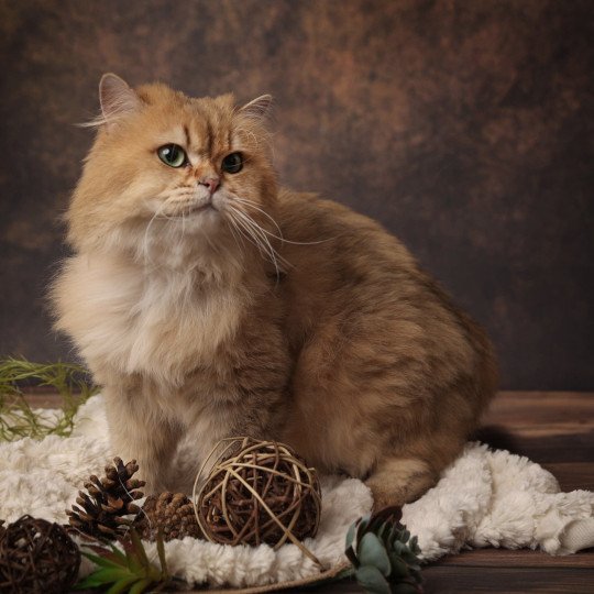 Elevage British Longhair LOOF Paris Ile de France chat roux aux yeux vert mâle black golden shaded black golden shaded