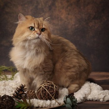 Pépito Mâle British Longhair