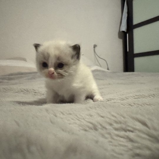 April de l'Arbre aux Chats Femelle Ragdoll