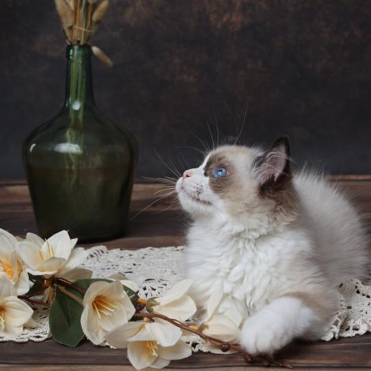 chaton Ragdoll seal point Bahia L'Arbre aux Chats seal point