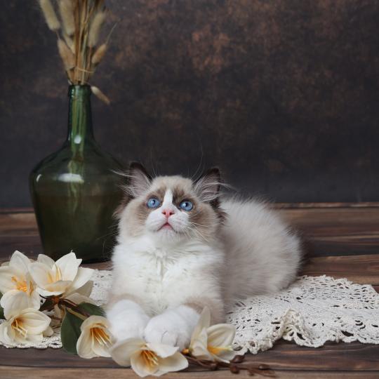 chaton Ragdoll seal point Bahia L'Arbre aux Chats seal point