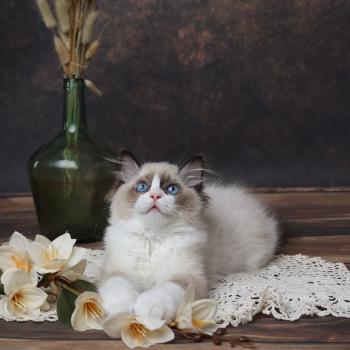 Bahia de l'Arbre aux Chats Femelle Ragdoll