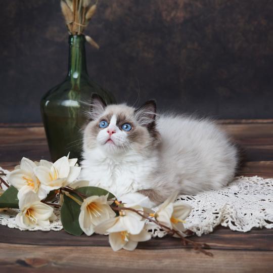 chaton Ragdoll seal point Bahia L'Arbre aux Chats seal point