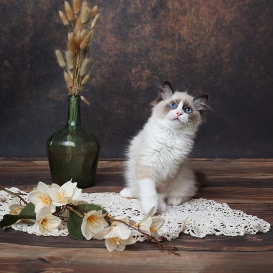 chaton Ragdoll seal point Bahia L'Arbre aux Chats seal point