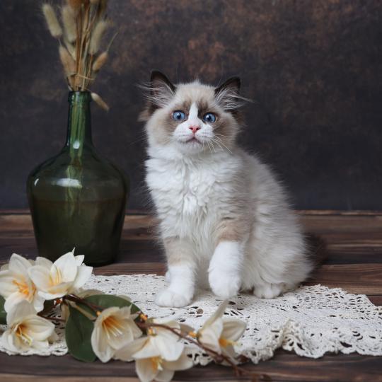 chaton Ragdoll seal point Bahia L'Arbre aux Chats seal point