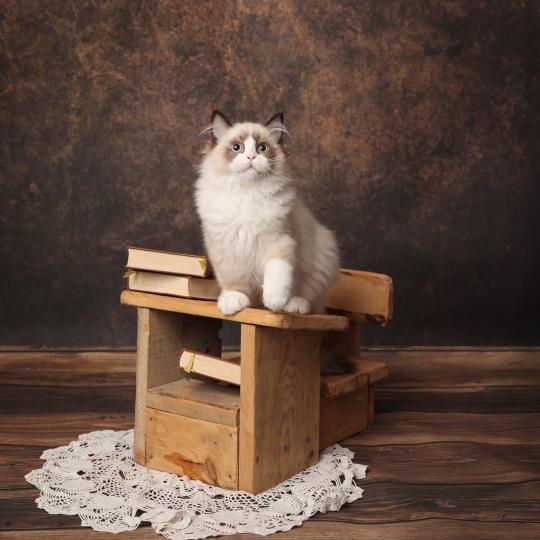 Baloo de l'Arbre aux Chats Mâle Ragdoll