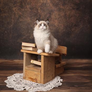 Baloo de l'Arbre aux Chats Mâle Ragdoll