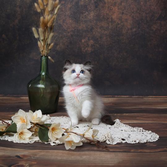 chaton Ragdoll seal point bicolor Billie L'Arbre aux Chats seal point bicolor