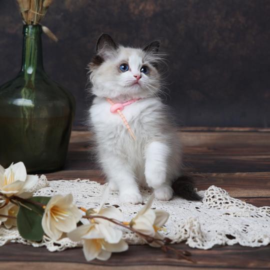 chaton Ragdoll seal point bicolor Billie L'Arbre aux Chats seal point bicolor