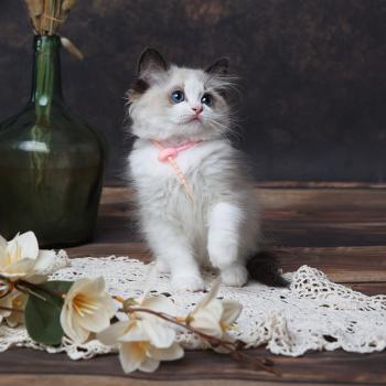 Billie de l'Arbre aux Chats Femelle Ragdoll