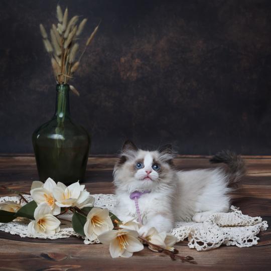 chaton Ragdoll seal point bicolor Bonnie L'Arbre aux Chats seal point bicolor