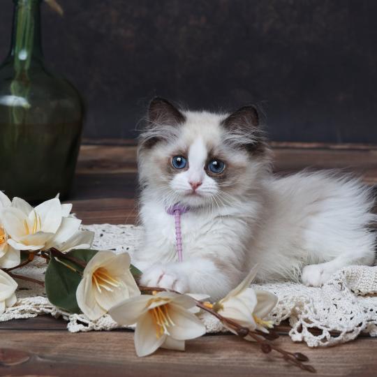 chaton Ragdoll seal point bicolor Bonnie L'Arbre aux Chats seal point bicolor