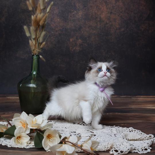 chaton Ragdoll seal point bicolor Bonnie L'Arbre aux Chats seal point bicolor