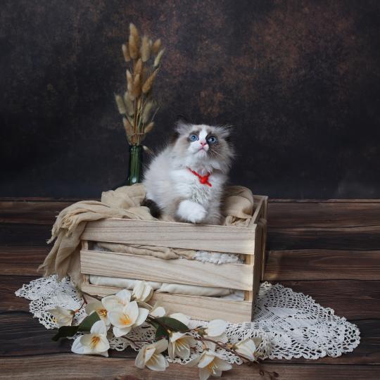 chaton Ragdoll seal point bicolor Brownie L'Arbre aux Chats seal point bicolor