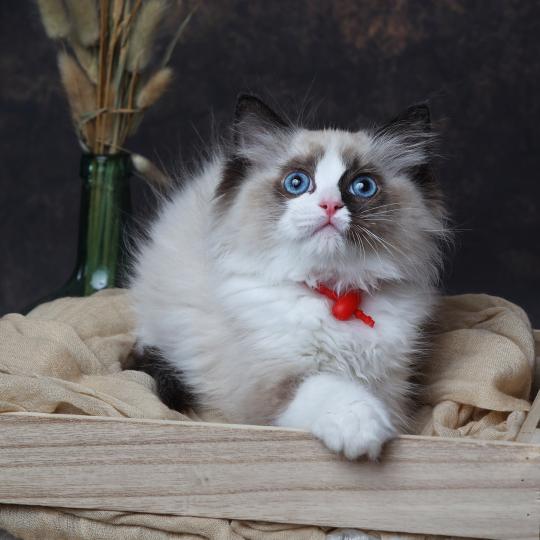 chaton Ragdoll seal point bicolor Brownie L'Arbre aux Chats seal point bicolor
